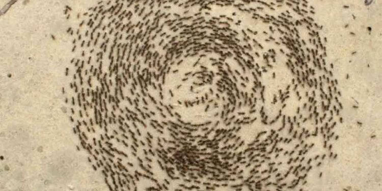 Karıncaların Ölüm Çemberi Nedir?